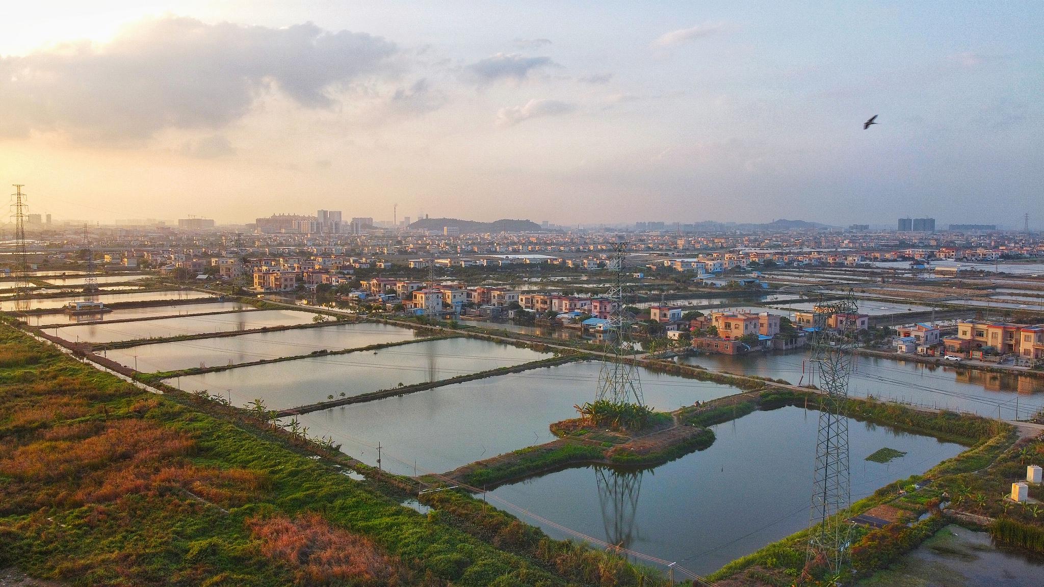 我们的同心园35阜沙丰联村一村一品一镇一业打造水产养殖产业品牌