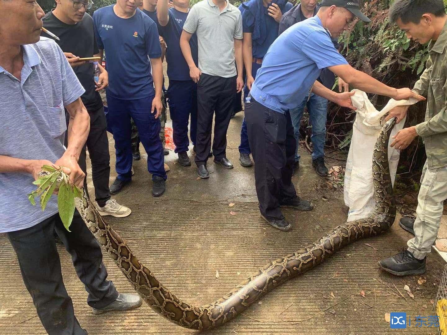 谢岗消防救援大队捕捉后放生|消防队员_新浪新闻