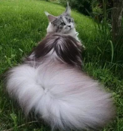 鸡毛掸子上长了个猫这大刷子尾巴超可爱