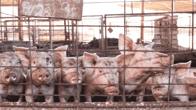 三个料理人：进口猪肉有怪味儿，真是因为国外杀猪不放血吗？