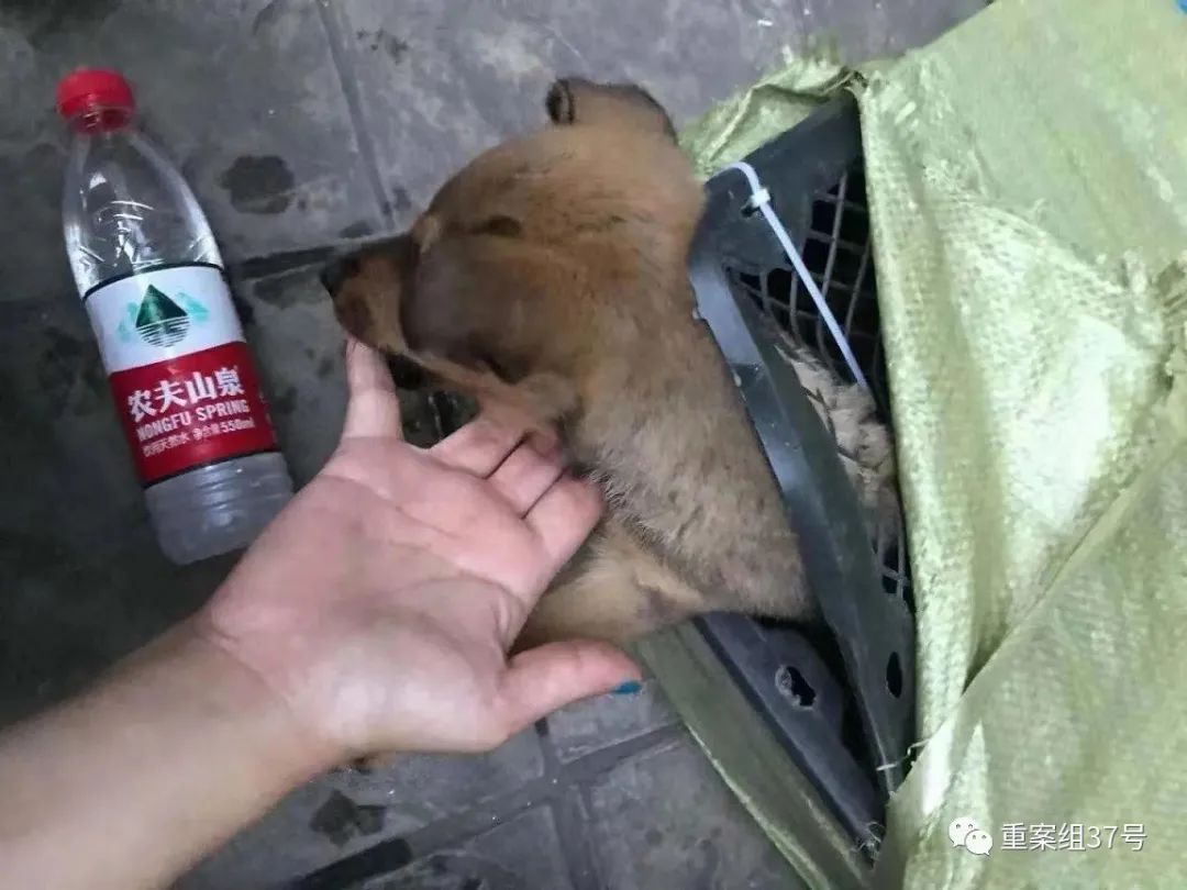 被救下的宠物狗已经奄奄一息。受访者供图