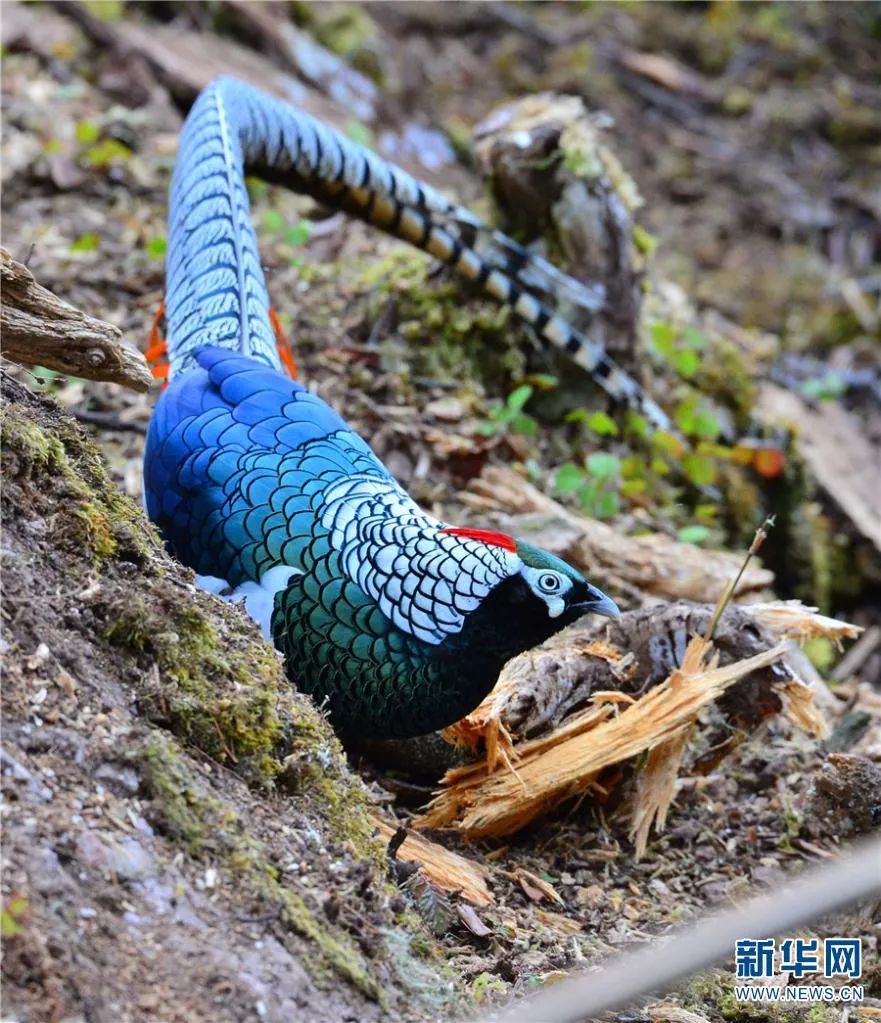 老君山|云南|丽江_新浪新闻