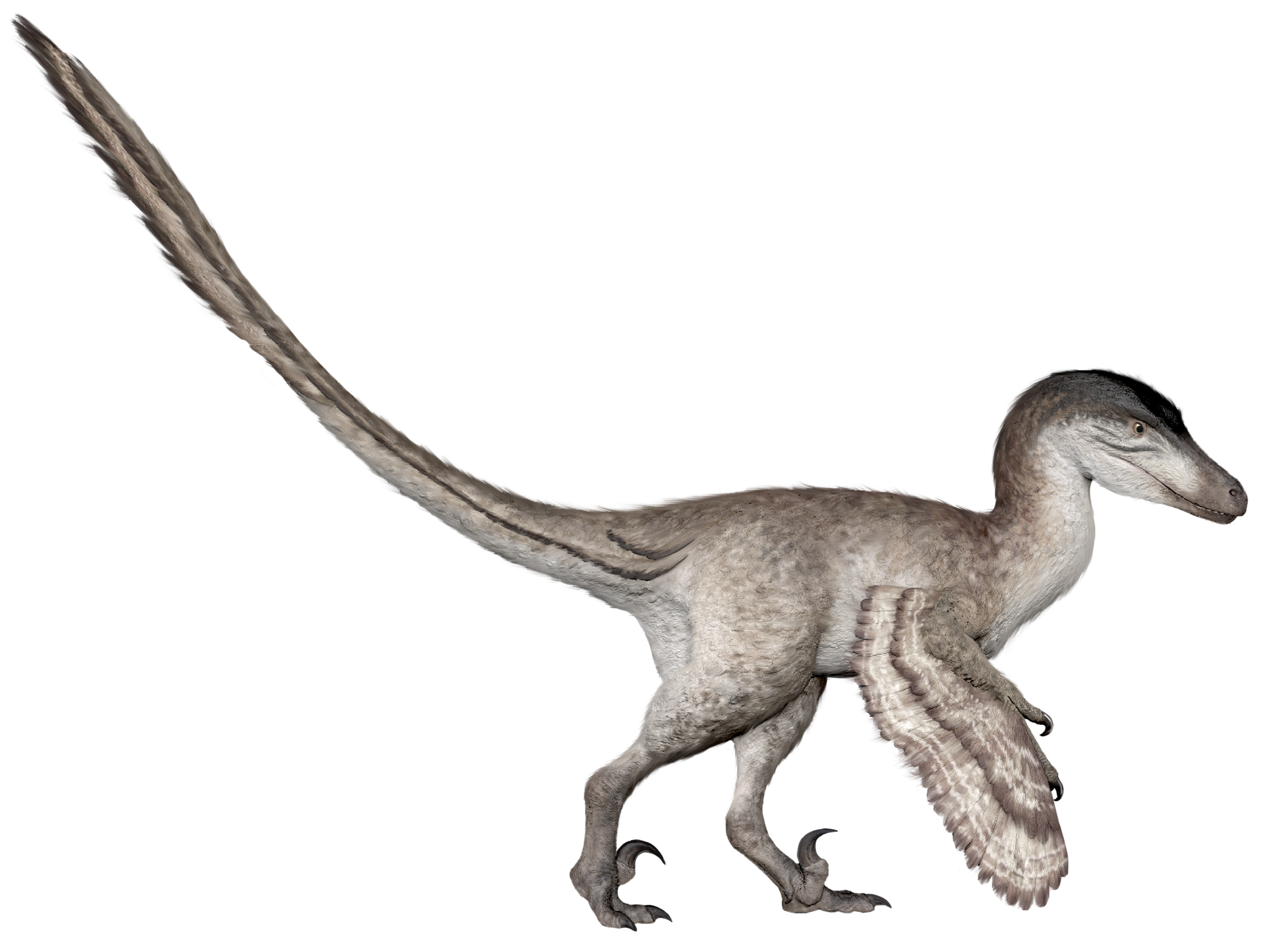 远古发现1亿年前恐龙留下一串脚印科学家测出了它的时速