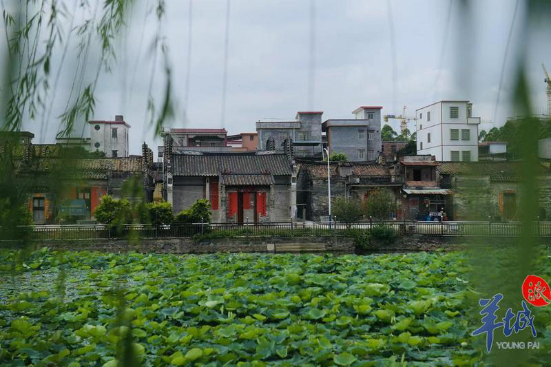 增城中新的这个古村落成了五一假期网红打卡地