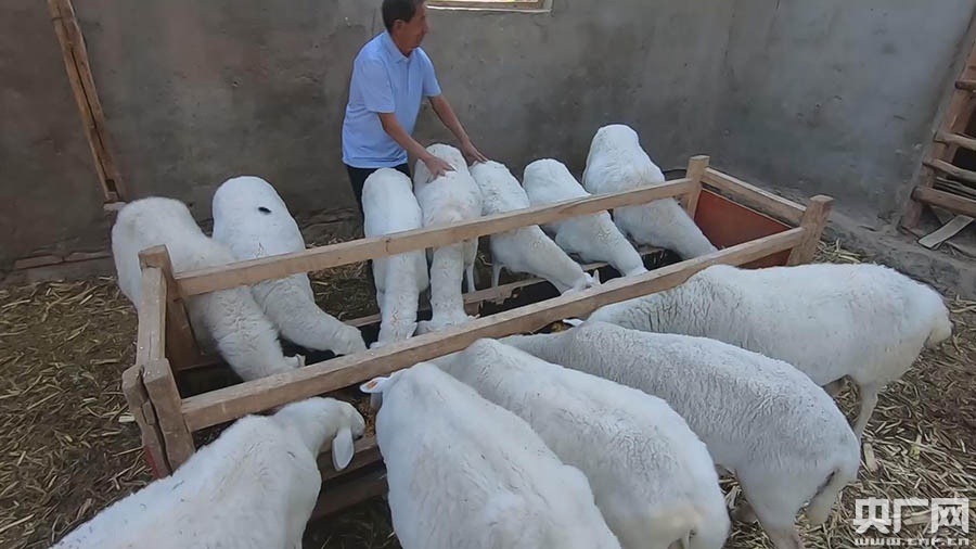 农户家的多胎羊