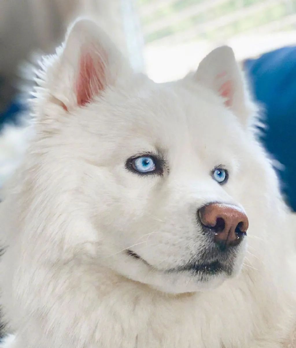 纯白哈士奇长相惊艳宛若精灵,可看到它的日常后.笑喷了哈哈哈哈!