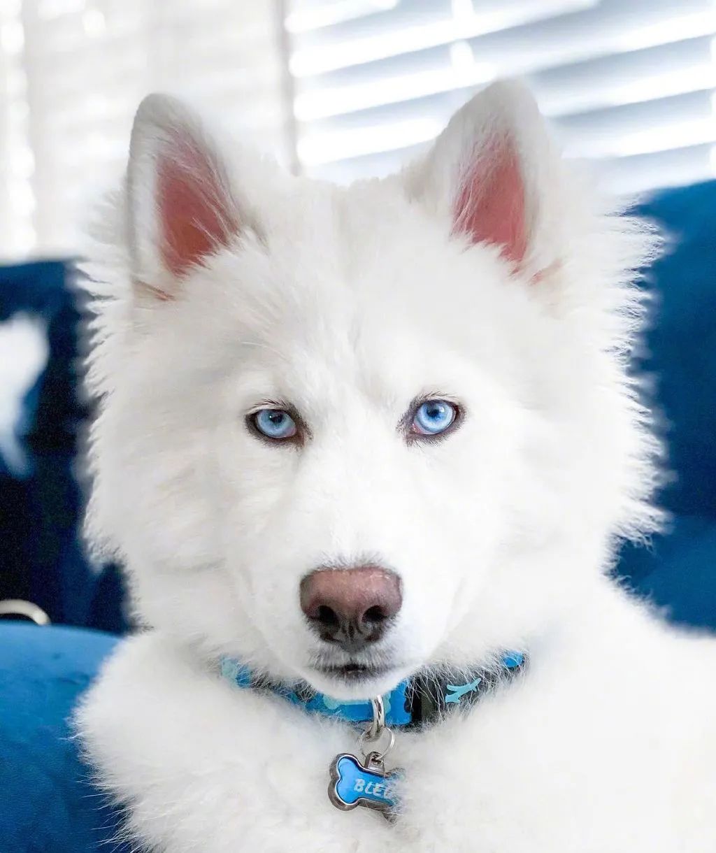 纯白哈士奇长相惊艳宛若精灵,可看到它的日常后.笑喷了哈哈哈哈!