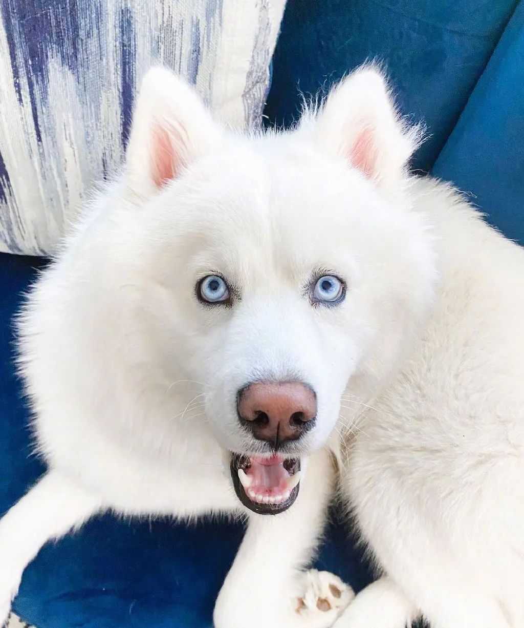 纯白哈士奇长相惊艳宛若精灵,可看到它的日常后.笑喷了哈哈哈哈!