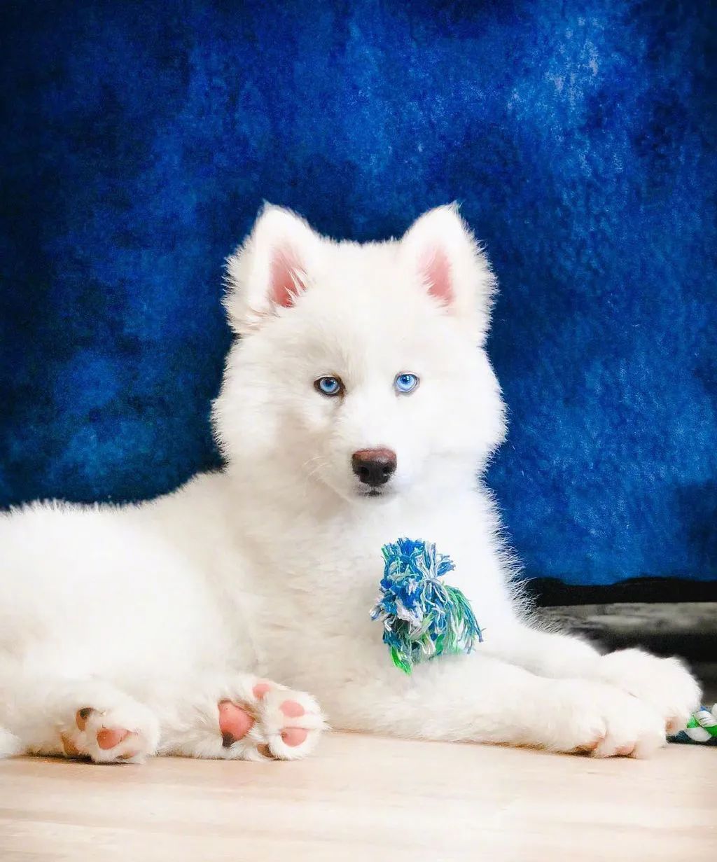 纯白哈士奇长相惊艳宛若精灵,可看到它的日常后.笑喷了哈哈哈哈!