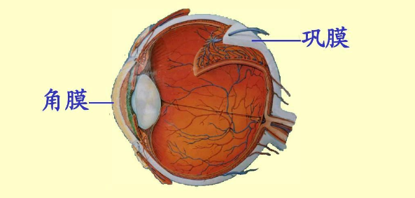 医生凭典型症状判断是此病|巩膜炎_新浪新闻
