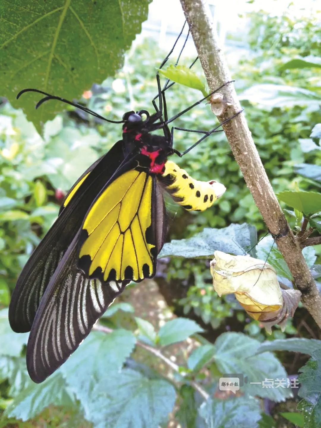 十年来规模最大云南15亿只蝴蝶宝宝将化羽成蝶专家揭秘