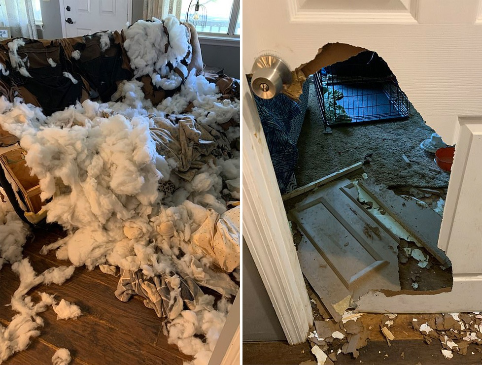 血压飙升美国一狗狗咬碎沙发撞破房门主人以为家中被盗