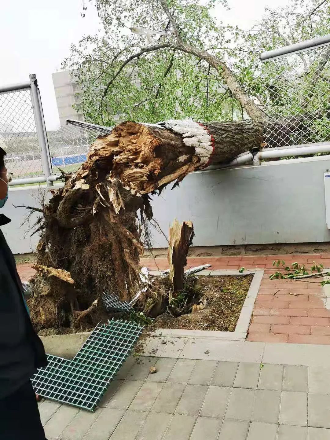 呼和浩特市展览馆西路大树被风连根拔起，路边停放车辆遭殃...休闲区蓝鸢梦想 - Www.slyday.coM