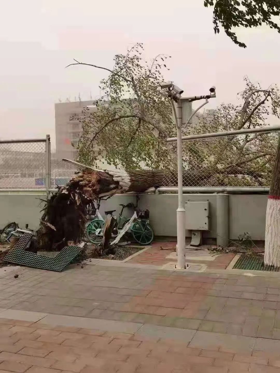 呼和浩特市展览馆西路大树被风连根拔起，路边停放车辆遭殃...休闲区蓝鸢梦想 - Www.slyday.coM