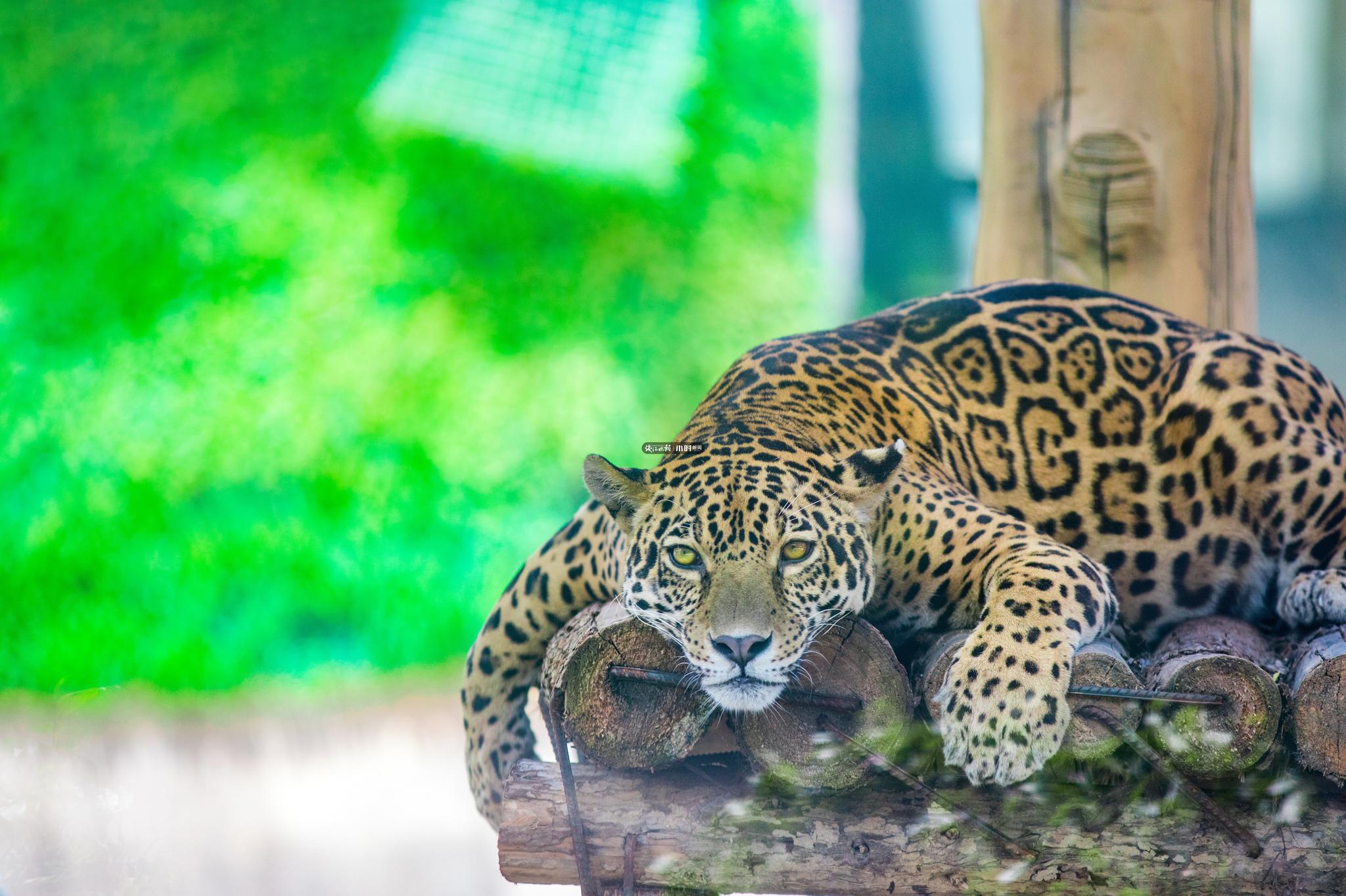 杭州出现的豹子是野生的还是逃出来的记者去打听了