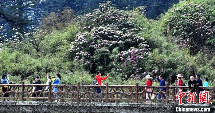 瓦屋山盛开的高山野杜鹃吸引游客前往观赏。刘忠俊 摄