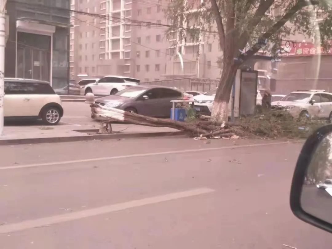 呼和浩特市展览馆西路大树被风连根拔起，路边停放车辆遭殃...休闲区蓝鸢梦想 - Www.slyday.coM