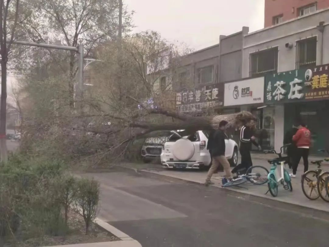 呼和浩特市展览馆西路大树被风连根拔起，路边停放车辆遭殃...休闲区蓝鸢梦想 - Www.slyday.coM