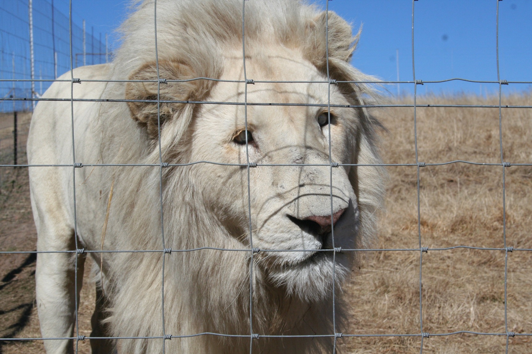 南非被圈养的狮子/bloodlions