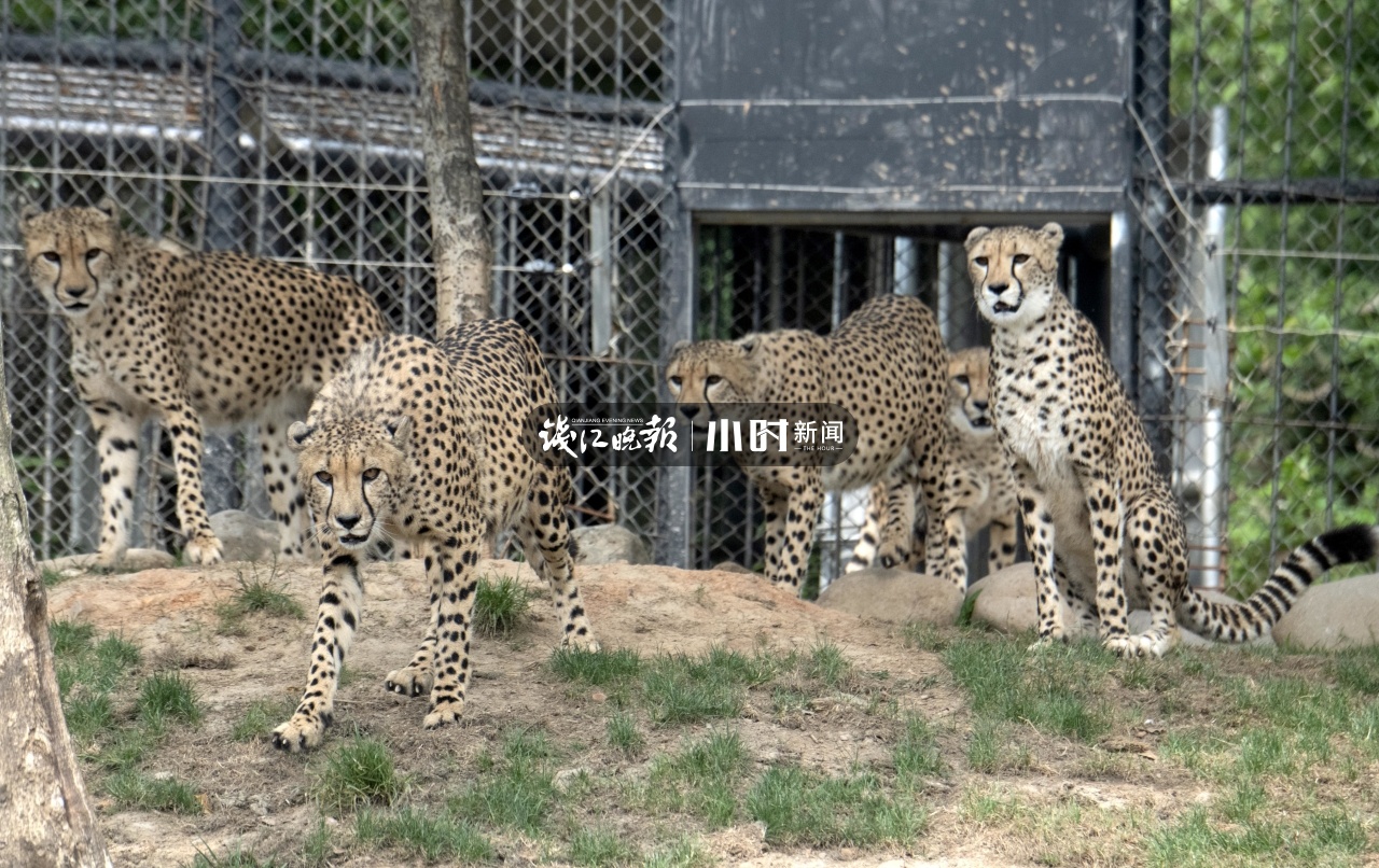 杭州出现的豹子是野生的还是逃出来的记者去打听了