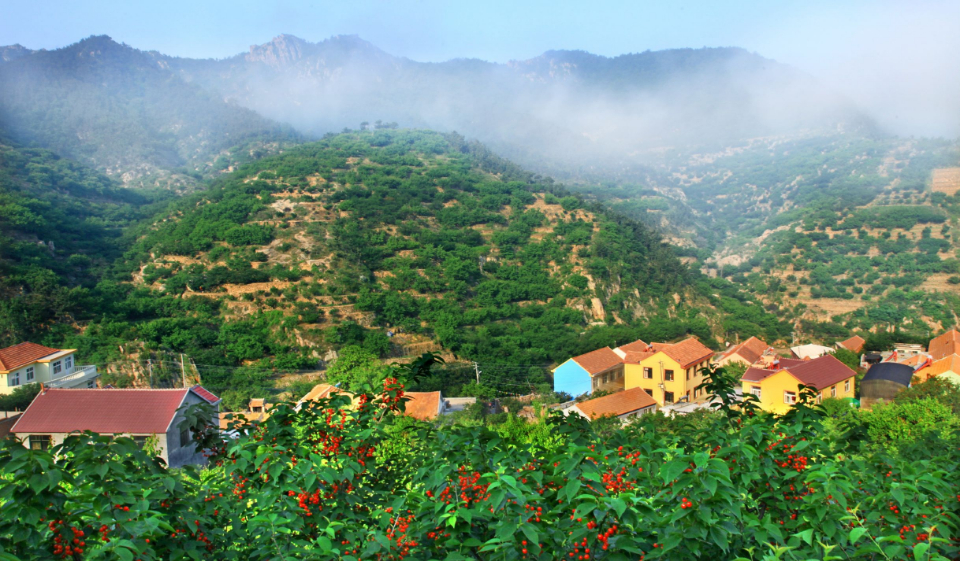 走起崂山北宅万亩樱桃陆续成熟本周可相约采摘