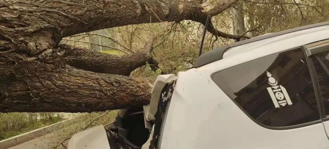 呼和浩特市展览馆西路大树被风连根拔起，路边停放车辆遭殃...休闲区蓝鸢梦想 - Www.slyday.coM