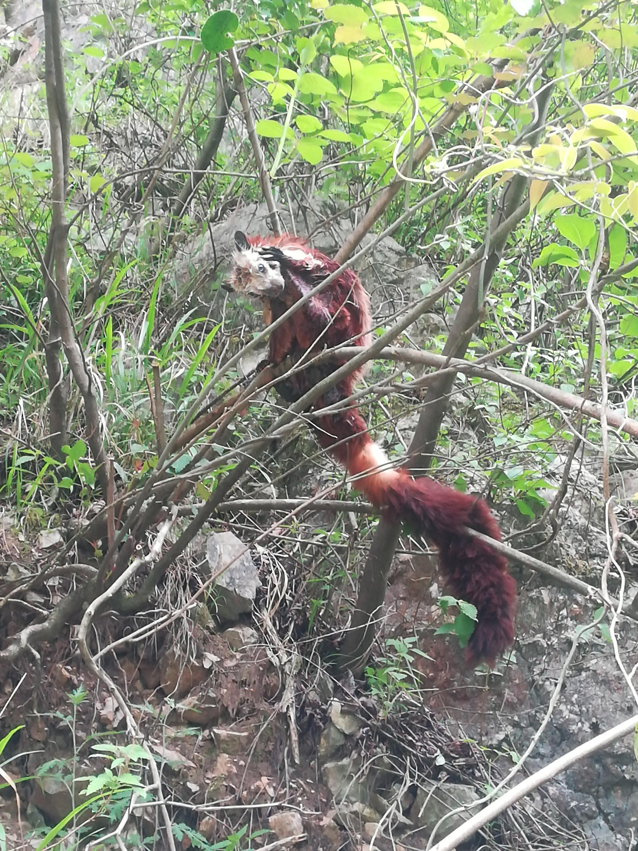 有重要经济,有科学研究价值的"三有"保护野生动物——飞狐
