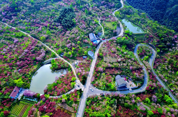 碧空,白云浮动,山道通幽,樱花烂漫,溪水潺潺……近日,在余姚市大岚镇