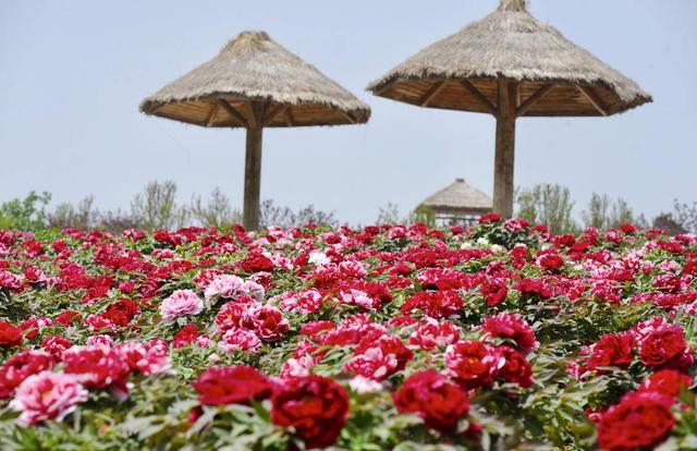 大连千亩牡丹园进入盛花期