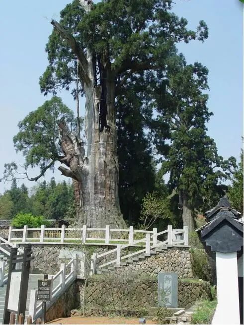 "浙江十大树王"之一色块tree景宁环境优美,古树及古树群落丰富,"云中