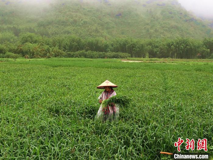 穗港联手打造赛马产业经济圈 马产业惠及从化山村