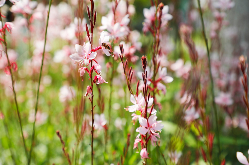 粉色花海重庆悦来溪谷4000平米千鸟花开