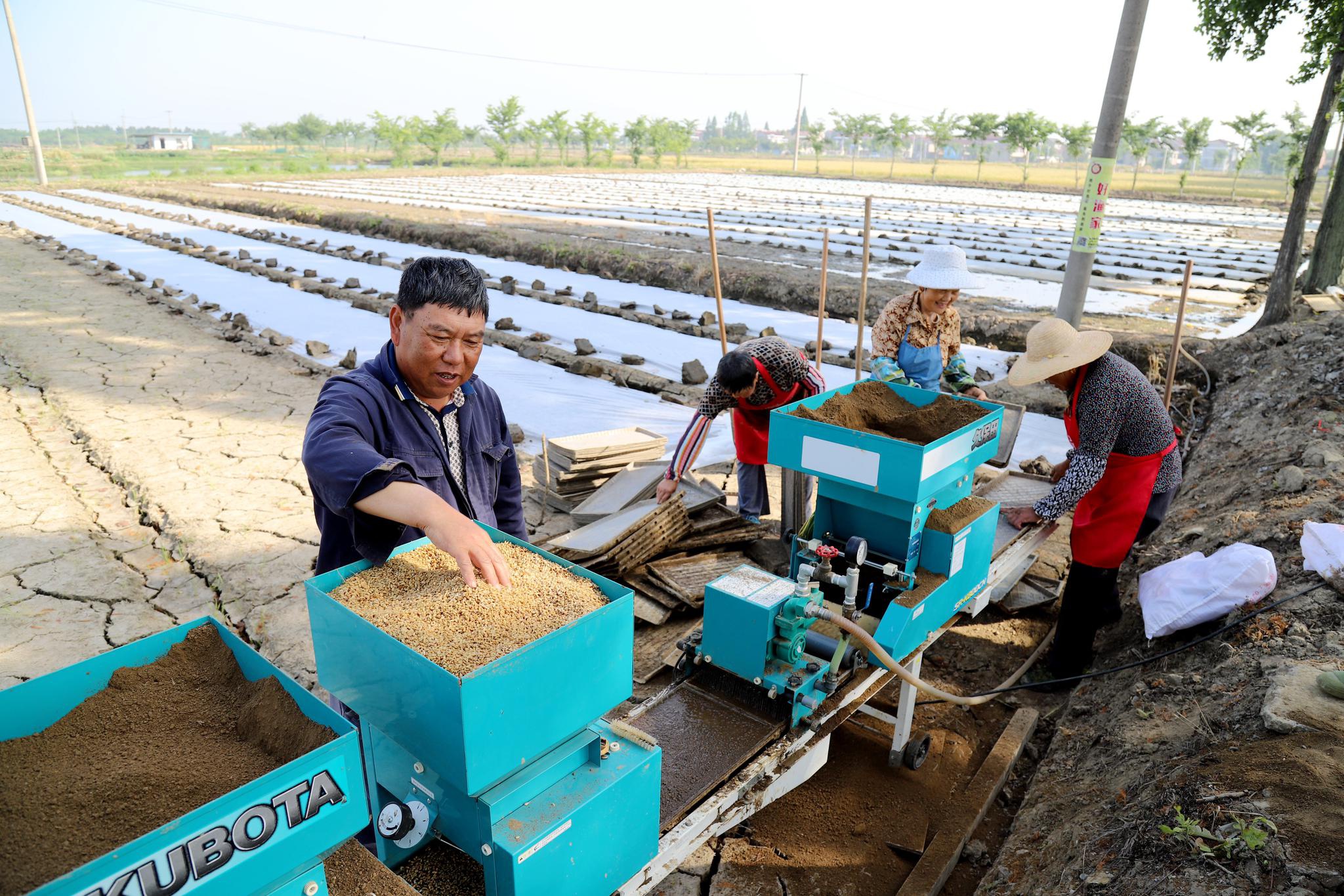 南京高淳桠溪机械化育秧节本增效促丰收