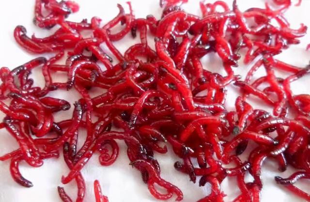 大自然|鱼虫|红虫_新浪新闻