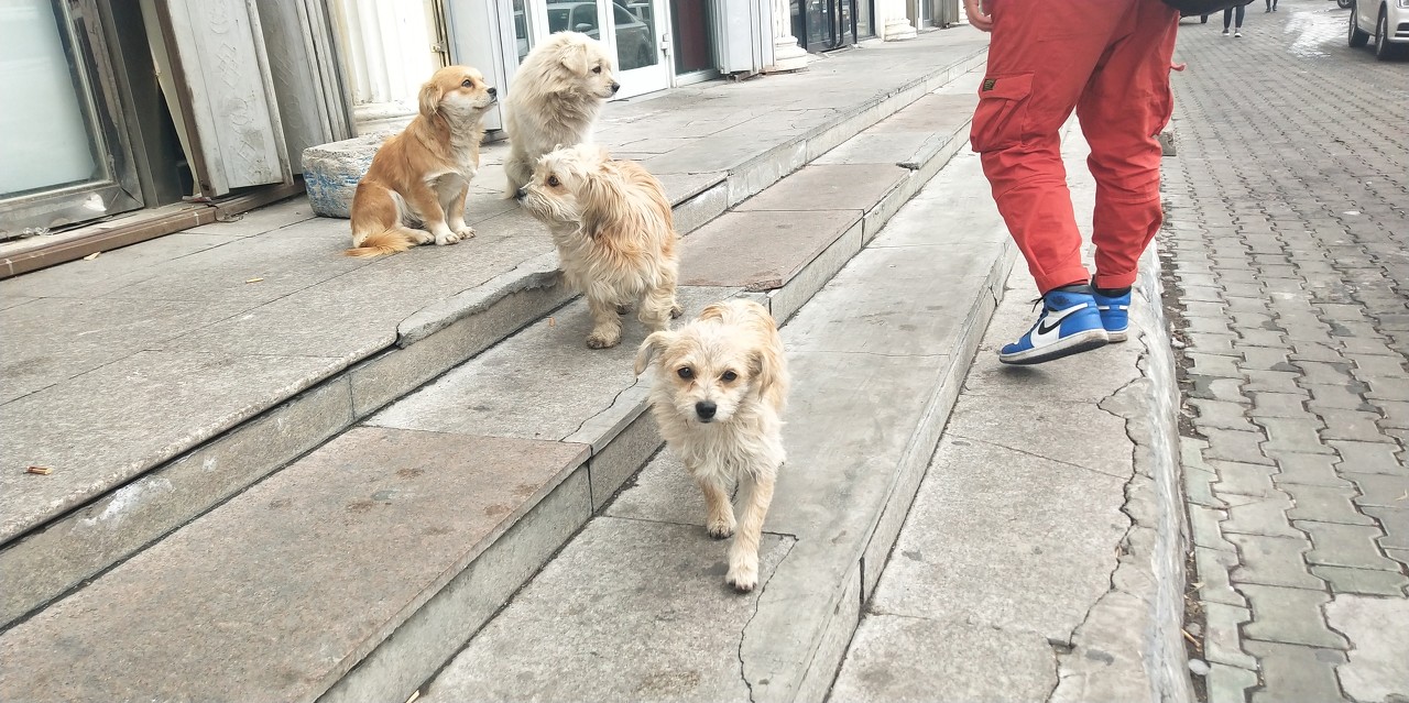 流浪狗肆无忌惮成群出没，上海一小区居民生活出行大受影响，投诉一年至今无果休闲区蓝鸢梦想 - Www.slyday.coM