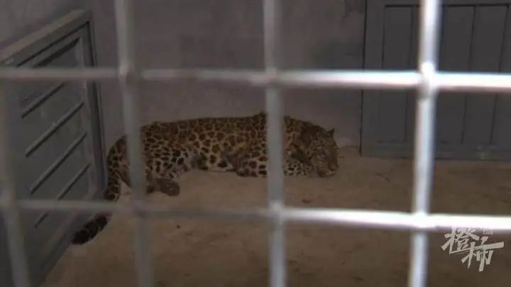 凌晨，最后一只豹子被发现，但是...休闲区蓝鸢梦想 - Www.slyday.coM