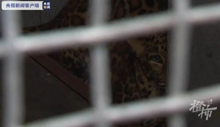 凌晨，最后一只豹子被发现，但是...休闲区蓝鸢梦想 - Www.slyday.coM