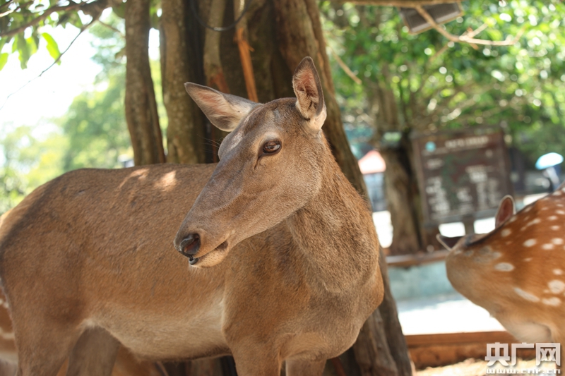 普洱国家公园 经历丧子之痛的动物妈妈 始终在努力生活 手机新浪网 普洱国家公园 经历丧子之痛的动物妈妈 始终在努力生活 手机新浪网