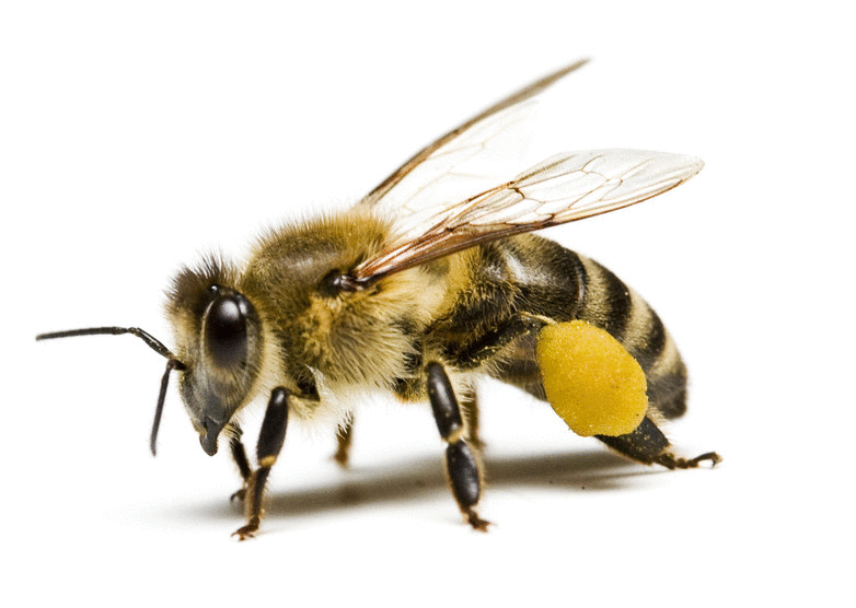 荷兰科学家训练蜜蜂检测新冠病毒，确率可达到大约95%
