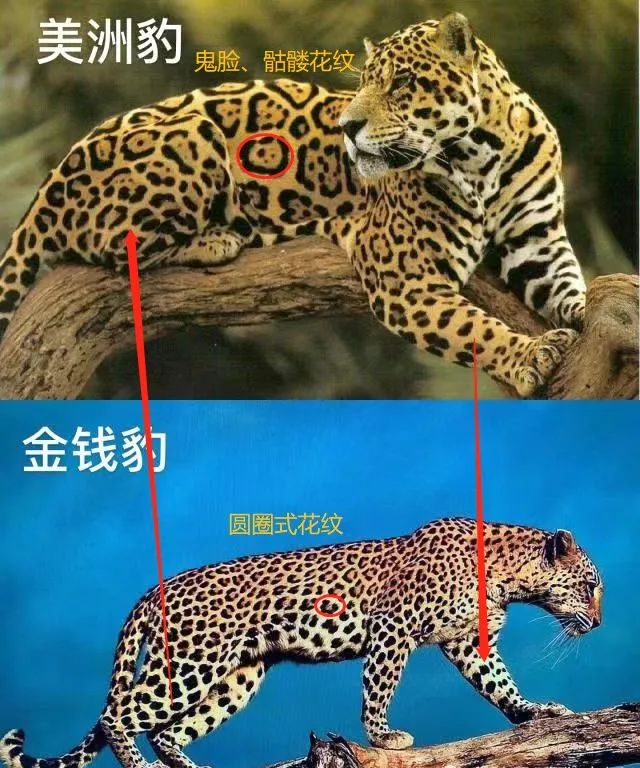 网传群狗撕咬豹子视频系2019年发布,"实为美洲豹"