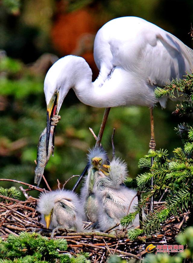 千只白鹭宝宝破壳而出