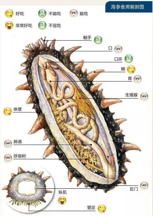 牵挂团购驱车大连第五期海参团购即将开始