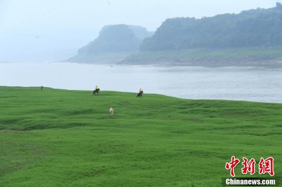 长江裸露河床成美丽绿色大草原