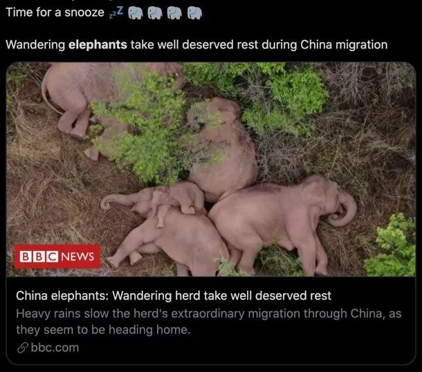 游荡的中国象群在小憩。/BBC报道截图