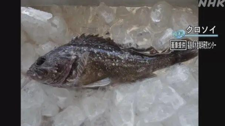 放射性物质超标的海鱼 日媒视频截图