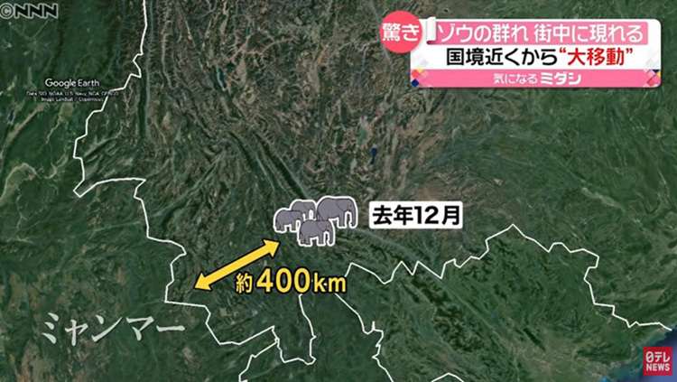 日媒关注云南北迁亚洲象群 网友加油直呼"请继续温暖守护"|云南|大象