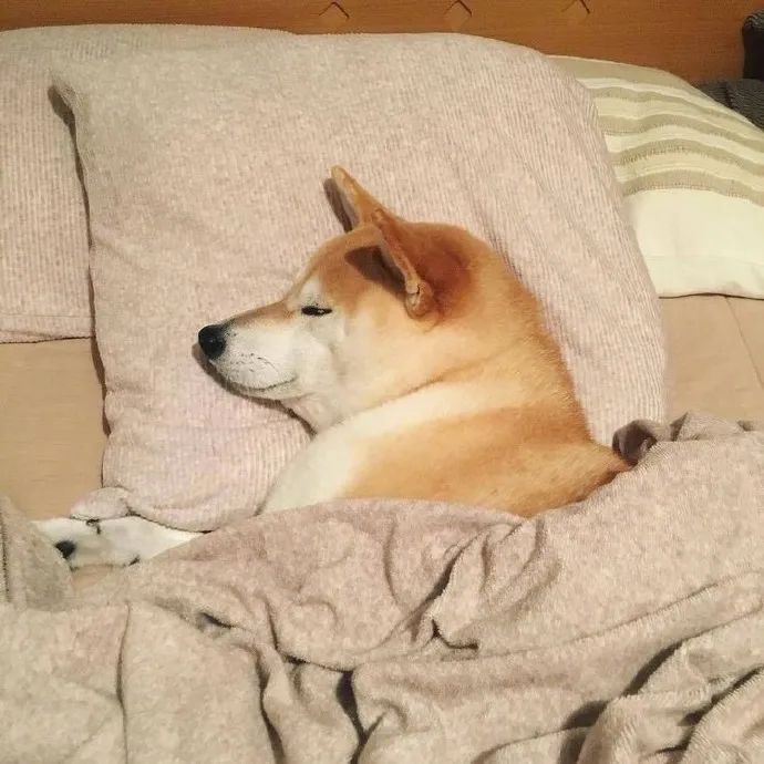 小宝贝们的快乐夏天,盖棉被睡空调房是最爽的!