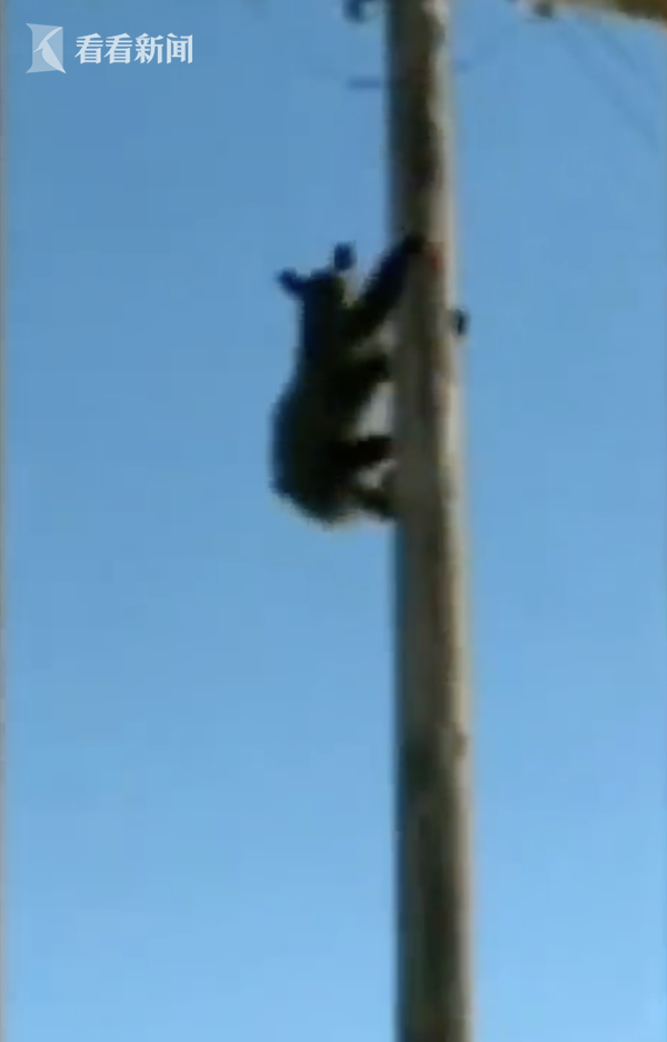 视频|熊爬上高压电线杆"卖萌" 电工温柔哄它爬下来