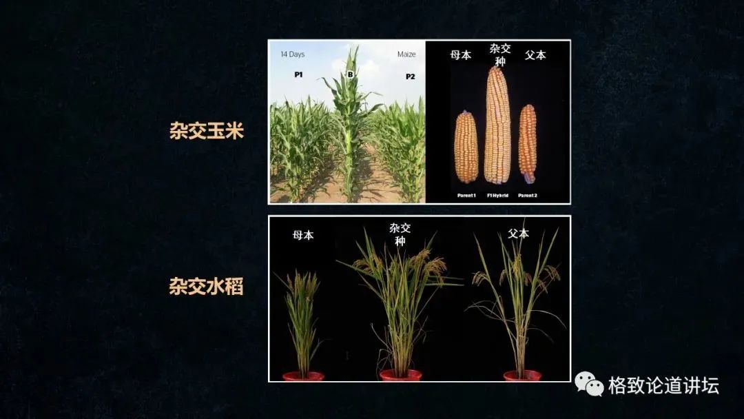 制造一颗克隆种子破解杂交水稻留种难题王克剑