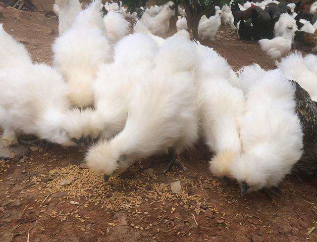 有一种鸡全身丝羽,长相好看,养殖不难|种鸡|鸡舍|乌骨鸡_新浪新闻